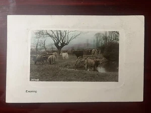 Cows in Pasture, Pond, Wood Fence, Real Photo Postcard ~ Evening ~ 1908 RPPC - Picture 1 of 3