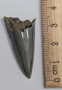 Fossil MEGALODON Shark Tooth (#Z600) - Picture 1 of 1