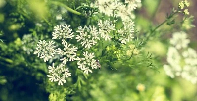SEMISAUVAGE PERMACULTURE 200 Graines d'Anis Vert - plante aromatique potager - semences paysannes