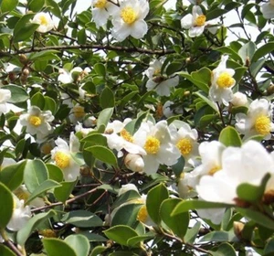 Camellia Oleifera 5 Seeds, Fragrant Edible Tea Oil Shrub Or Small Tree - Picture 1 of 5