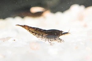 50x GAMBA NEOCARIDINA CHOCOLATE a, para acuario, pecera de agua dulce y caliente - Imagen 1 de 4