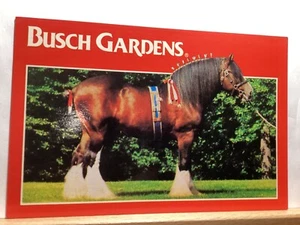 Clydesdale Horse, Busch Gardens: Williamsburg, VA - Vintage Postcard - Picture 1 of 3