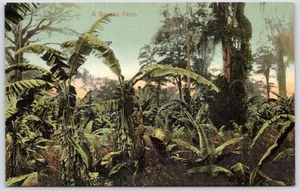 Postkarte Eine Bananenfarm Panama Republik Panama I.L. Maduro Jr C150 - Bild 1 von 2