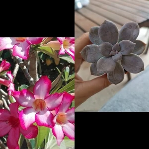 10 Adenium Rosa Del Desierto Y Una Suculenta De Regalo - Picture 1 of 3