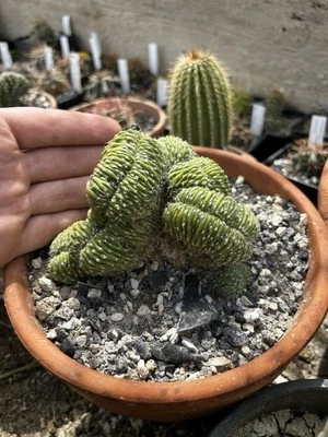 Neobuxbaumia Polylopha Crestata (cactus Raro) - Immagine 1 di 3