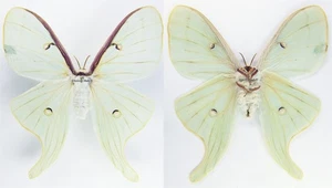 MOUNTED SPREAD BUTTERFLY - Actias luna, FEM 5, USA - Picture 1 of 1