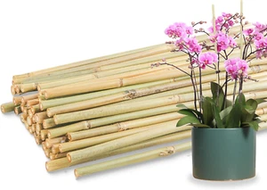 50 Bamboo Plant Stakes, 16 Inch Garden Support Poles for Plants and Vegetables - Picture 1 of 12