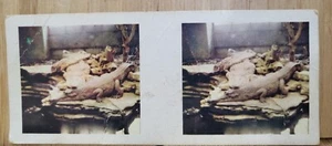 True To Life Stereo Lipton 1964🏆#3 CROCODILES Picture Card🏆 - Bild 1 von 3