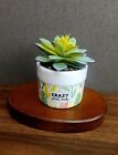 Way To Celebrate Plant Tabletop Decor "Crazy Plant Lady" With Succulent 3.5" NEW