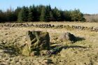 Photo 6x4 Standing stones at Gleniffer Braes Johnstone/NS4362 For the ma c2011