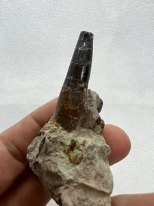 Rare Spinosauridae Tooth Morocco Dinosaur Dent Fossil Fossili - Picture 1 of 11