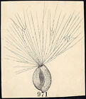 Antique Drawing-PLANT-FOSSIL-ITEM 971-Gerard Claes-1900