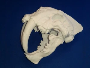 Saber-Toothed Cat Skull Scale model - Picture 1 of 6