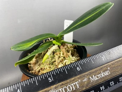 Sedirea Japonica (orquídeas japonesas) variada/en espiga/NAGORAN-SHIMA 名護蘭縞 Foto 1 de 4