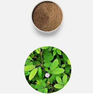 Mimosa Pudica Seed Powder 8 Kg Wholesale Lot Lajwanti Beej Churna 17.6lbs - Foto 1 di 5