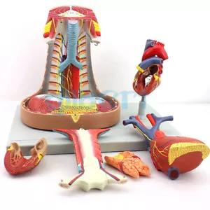 PVC a grandezza naturale umano 6 pezzi modello mediastino scuola medica anatomica - Foto 1 di 5