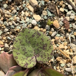 3 X Seeds, Othonna perfoliata, Caudex , Rare Succulent - Picture 1 of 3