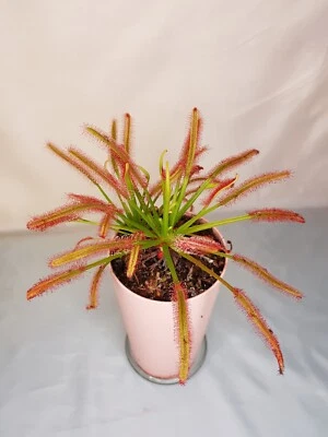 20+ semillas, Drosera Capensis Foto 1 de 4