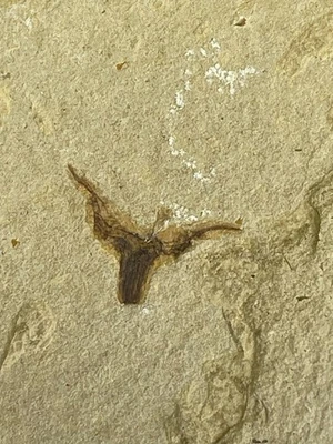 ¡Exquisitos fósiles de insectos del período Daohugou Jurásico! 08826 Foto 1 de 4