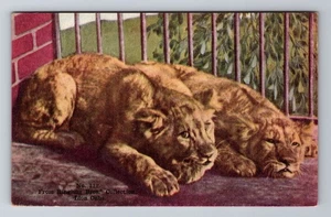 Löwenjungen, Ringling Brüder Sammlung, antike Vintage Souvenir Postkarte - Bild 1 von 2