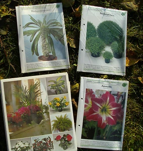 Amaryllis - Bubiköpfchen - Madagaskarpalme Bilder+Beschreibungen... - Bild 1 von 1