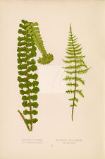 FERN Artwork by Edward Lowe. Aspidium and Asplenium Species Plate LV #A388