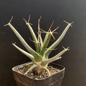4-5cm 1PCS Live Leuchtenbergia Principis Beautiful Garden Outdoor Rare Planting - Picture 1 of 10
