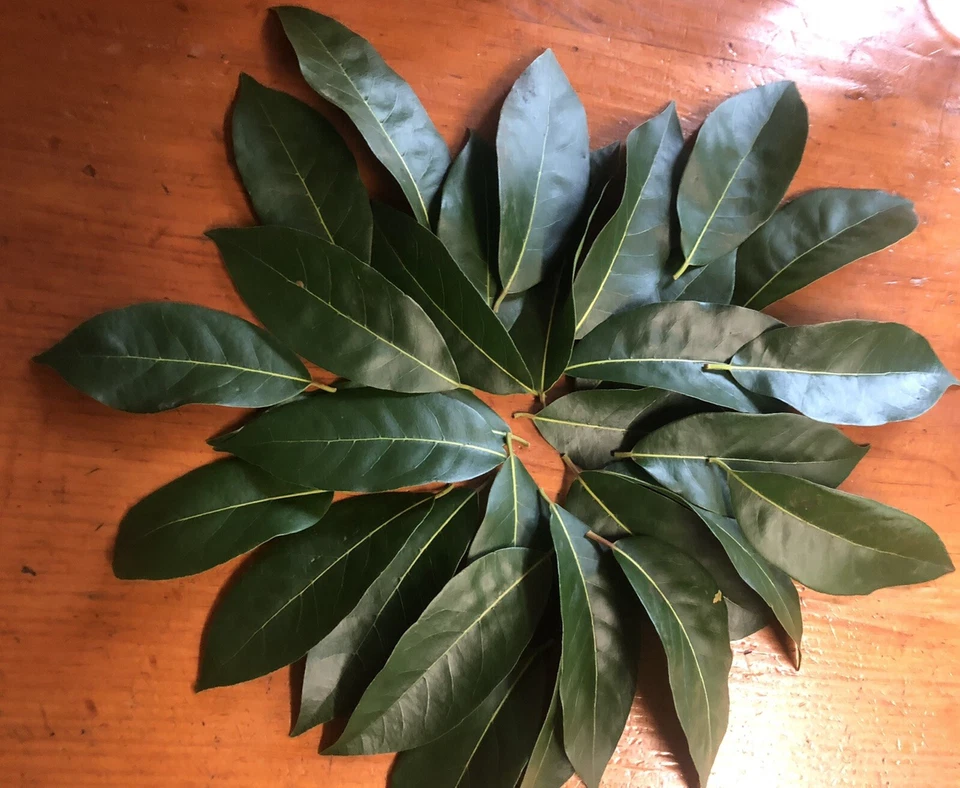 Organic Bay Leaves, Laurus Nobilis Laurel, 35 leaves, Free Ship - Image 1 of 1