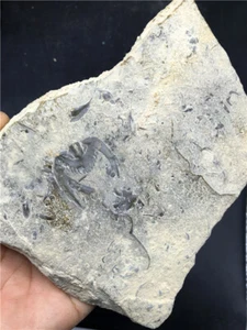 488g Esemplari fossili di trilobiti e rondini di Brachiopoda in Cina S386 - Foto 1 di 10