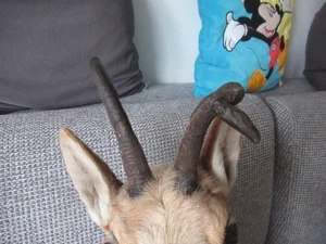 Rehbock Präparat Abnorm - Bild 1 von 4