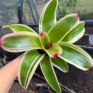 Neo VOYAGER - Med / Lge Sized Grower - Neoregelia / Bromeliad - Picture 1 of 10