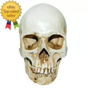 Scheletro medico anatomico modello resina replica teschio umano Lifesize 1:1 - Foto 1 di 10