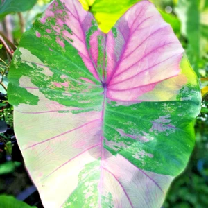 Colocasia Live Bulb First Pink Tuber New Hybrid Free Phytosanitary Certificate - Picture 1 of 24