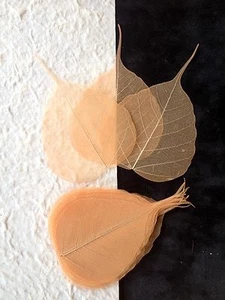 25 leaves Fall Orange Peach po bo Pho Banyan skeleton leaf see through veins Lge - Picture 1 of 5