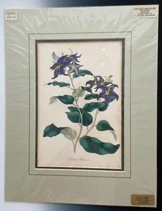 Antique Lithograph Print 1838 Solanum Herbertiana Nightshade Matted Floral Decor - Picture 1 of 4
