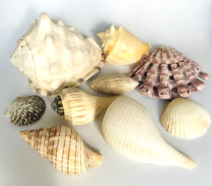 Lot Of Seashells 5'' -2'' Nautical Sealife decor various shapes & sizes - Picture 1 of 2