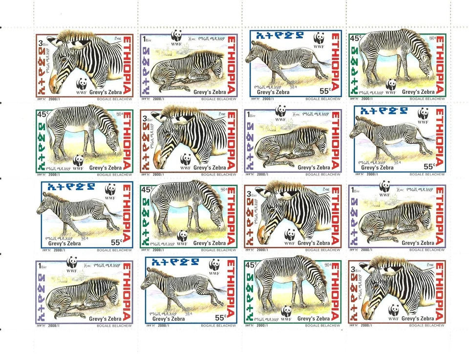 (010361) Zebra, WWF, Ethiopia - Image 1 of 1