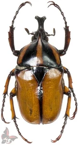 Neophaedimus auzouxi, ACTUAL SPECIMEN,MOUNTED - Picture 1 of 1