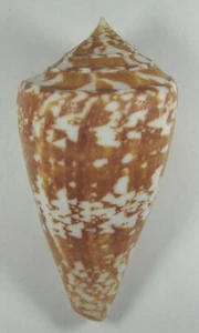 CONUS AMADIS CASTANEOFASCIATUS 80.69mm BEAUTIFUL XL SPECIMEN Bombay, India - Picture 1 of 2
