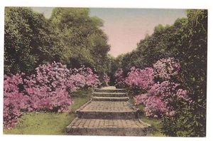 Axis Path MIDDLETON PLACE GARDENS Charleston S Carolina HANDFARBIGE Postkarte DB - Bild 1 von 2