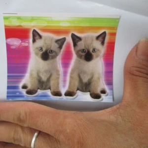realistic kitten siam cat photo sticker glossy paper for scrapbook diary book - Picture 1 of 1