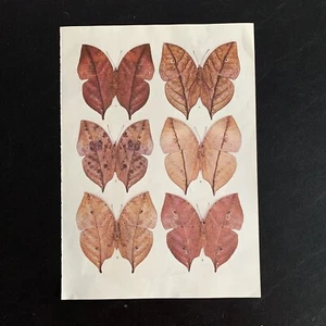 Butterfly Anea Leafwing Art Print Book Page Illustrated 8.25” X 11.25” - Picture 1 of 3