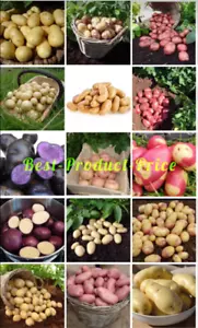Seed Potatos First Early Second Early Main Crop-Many Varieties X12 Seed Potatoes - Picture 1 of 65