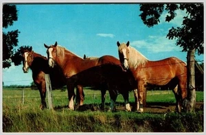 1950s Americana Linen Postcard: Belgian Draft Horses, Farm Scene - Picture 1 of 2