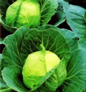 500+ Golden Acre Cabbage Seeds | NON-GMO | Heirloom | Fresh 500+ Seeds - Picture 1 of 1