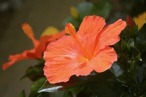 Planta natural Planta Hibisco o Hibiscus Sinensis Naranja. Rosa de china. 30-40 - Imagen 1 de 2