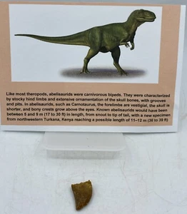 Abelisaurus Raptor Denti Dinosauro Cretaceo Marocco COA Real Nessuna Riparazione A56 - Foto 1 di 2