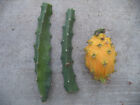 Yellow Dragon Fruit Palora Variety For One Matured Fresh Cutting 8"-10" L