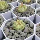 3 cm 1 pièce cactus plantes vivantes Euphorbia horrida varié beau cactus de jardin
