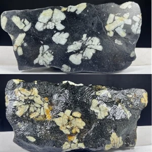 380Gr Amazing PICTORIAL Chrysanthemum Stone SLICE Partly Polished - Picture 1 of 20